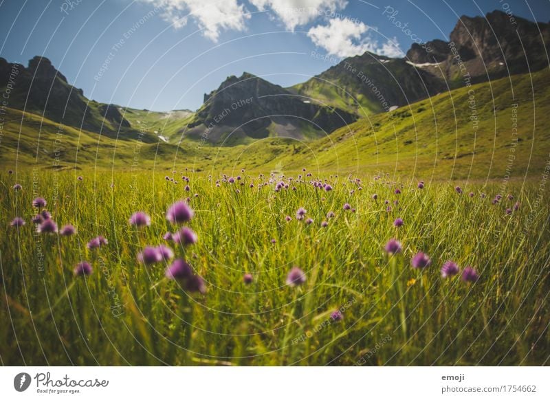 alpine meadow Environment Nature Landscape Summer Beautiful weather Flower Meadow Alps Mountain Natural Green Violet Alpine pasture Flower meadow Tourism