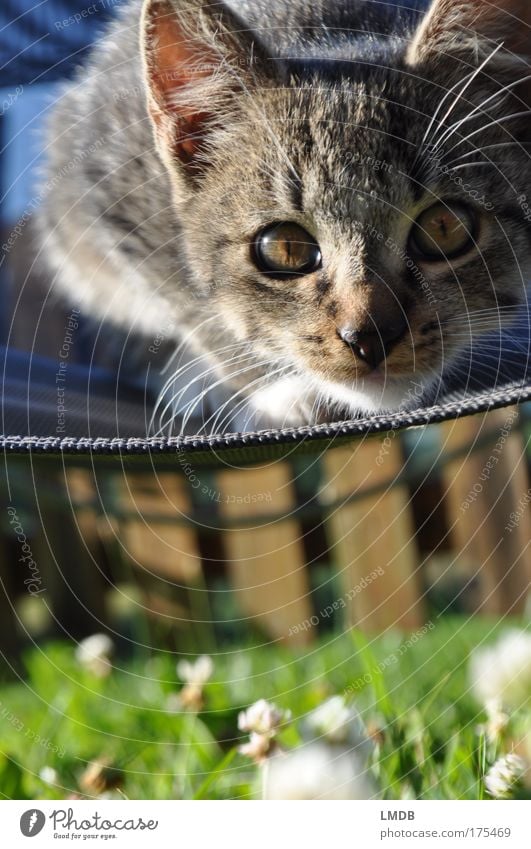 aggressive... Colour photo Exterior shot Detail Copy Space bottom Animal portrait Looking into the camera Forward Pet Cat Pelt Paw 1 Baby animal Observe Gray