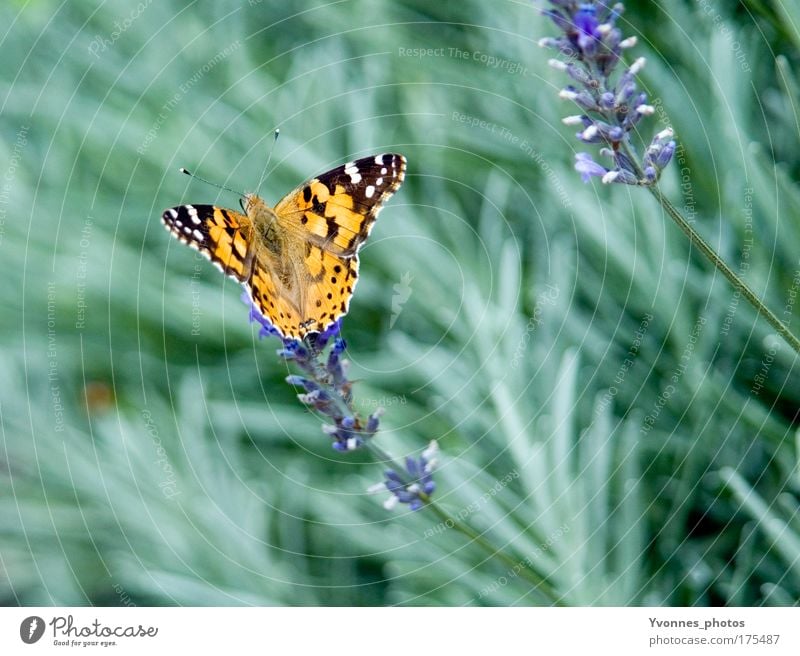 butterfly Colour photo Multicoloured Exterior shot Close-up Detail Macro (Extreme close-up) Day Animal portrait Summer Garden Environment Nature Plant Earth