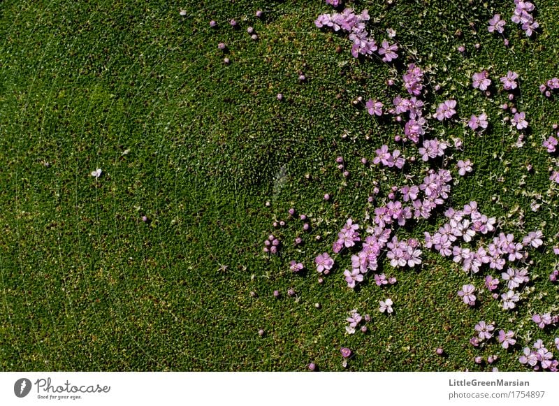 Flowerbed [3] Nature Plant Earth Moss Blossom Wild plant Garden Park Esthetic Beautiful Wet Soft Ground Ground cover plant Wetlands Firm Colour photo