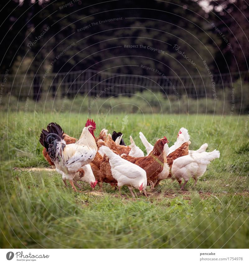 chicken pile Nature Landscape Summer Meadow Forest Farm animal Group of animals Touch Eating To feed Communicate Looking Living or residing Authentic Identity