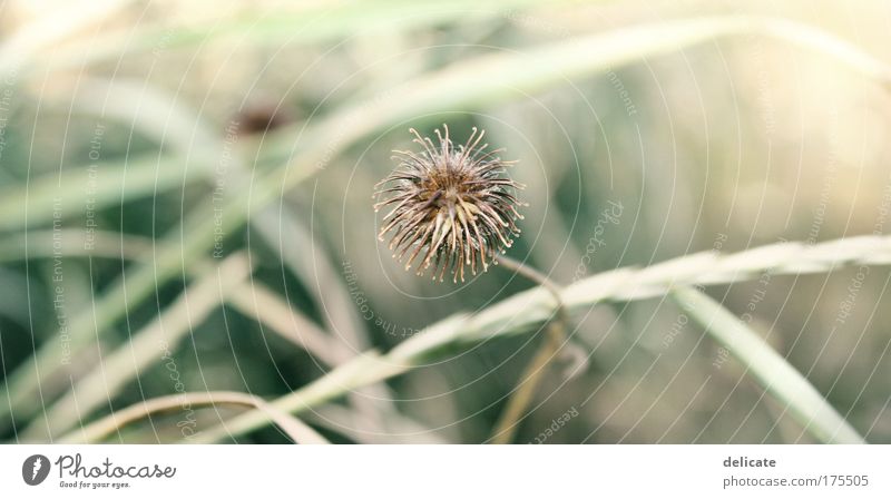 Feels like sunshine, feels like rain Colour photo Exterior shot Macro (Extreme close-up) Deserted Nature Plant Grass Bushes Garden To fall To hold on Glittering