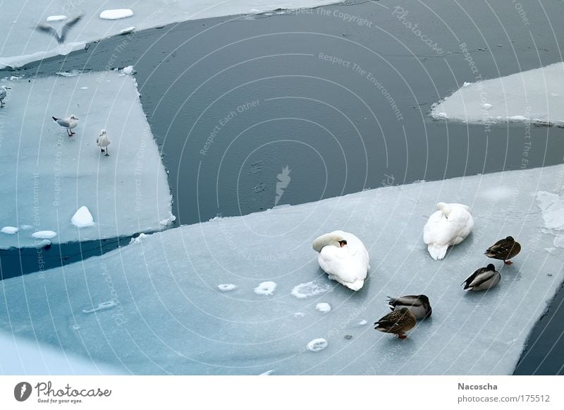 icebirds Colour photo Exterior shot Deserted Day Environment Nature Animal Water Winter Ice Frost River Wild animal Bird Swan Wing Group of animals Flying Sleep