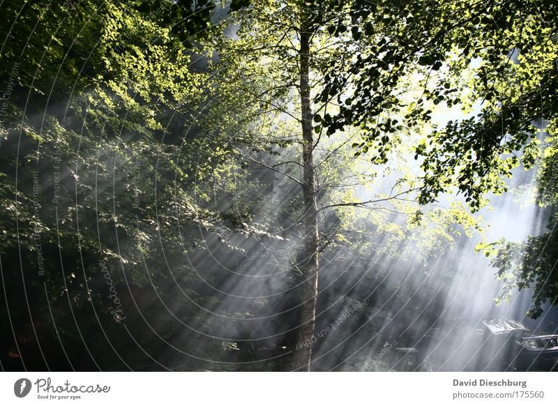 Light vs. Darkness Colour photo Exterior shot Structures and shapes Morning Dawn Day Shadow Contrast Light (Natural Phenomenon) Sunlight Sunbeam Nature Plant