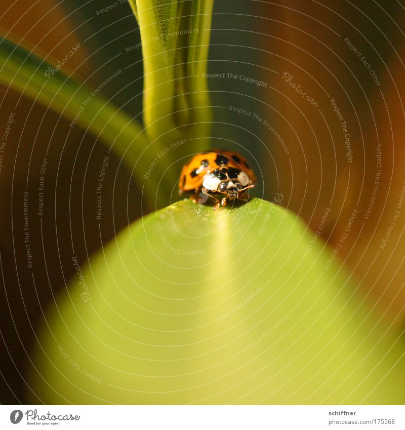 catwalk Macro (Extreme close-up) Animal portrait Environment Nature Plant Ladybird 1 Crawl Walking Small Diminutive Catwalk Feeler Point