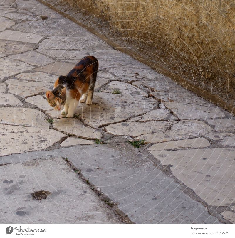 cat Colour photo Exterior shot Deserted Animal portrait Old town Pet Cat 1 Emotions Moody Love of animals Fear Uniqueness Curiosity Tourism Free-living Prowl