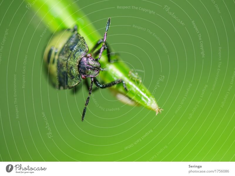 At the end of the blade of grass Nature Plant Animal Spring Summer Autumn Grass Leaf Garden Park Meadow Forest Beetle Animal face Wing Claw 1 Flying Nymph Bug