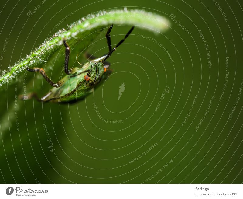 green bug Animal Wild animal Beetle Animal face Wing 1 Hang Bug Green Colour photo Subdued colour Multicoloured Exterior shot Close-up Detail Deserted