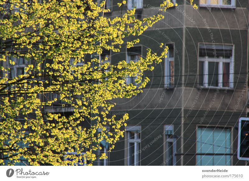 Berlin in spring - Prenzlauer Berg Colour photo Exterior shot Deserted Evening Sunlight Back-light Deep depth of field Spring Beautiful weather Tree Town