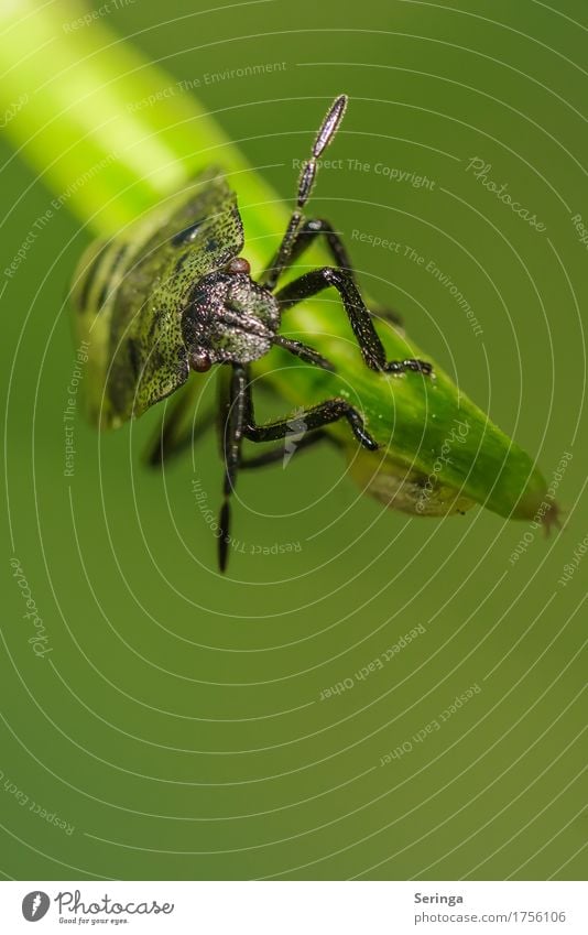 slanting position Grass Leaf Foliage plant Animal Wild animal Beetle Animal face Wing Claw 1 Flying stink bug Bug Colour photo Multicoloured Exterior shot