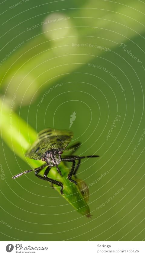 equilibrium Plant Animal Grass Garden Park Forest Beetle Animal face Wing Claw 1 Bug Colour photo Multicoloured Deserted Copy Space right Copy Space top Day