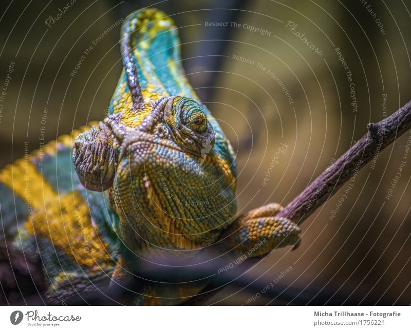 chameleon Sunbathing Nature Animal Sunlight Wild animal Animal face Claw Chameleon 1 Observe Crawl Looking Sit Exotic Near Natural Warm-heartedness