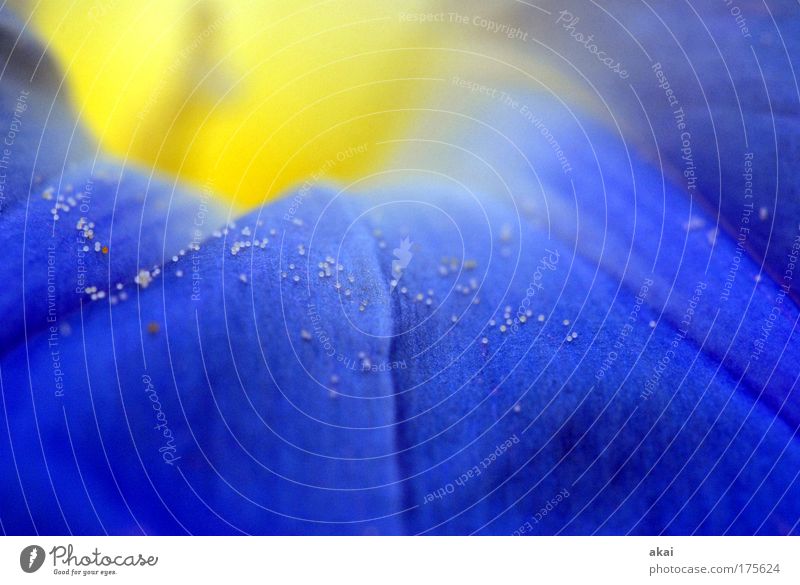 pollen Colour photo Exterior shot Close-up Detail Macro (Extreme close-up) Copy Space bottom Day Contrast Blur Shallow depth of field Gardening Nature Plant