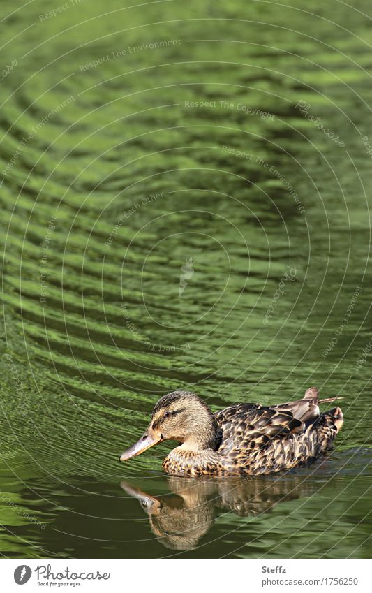 a duck in a green pond Duck Duck pond Pond Duck bill Shore of a pond Green water Peace Idyll Comforting soothing water peaceful atmosphere