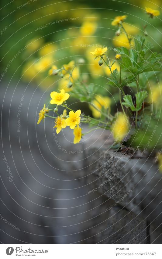 peripheral phenomenon Colour photo Exterior shot Copy Space top Copy Space bottom Neutral Background Day Sunlight Shallow depth of field Central perspective