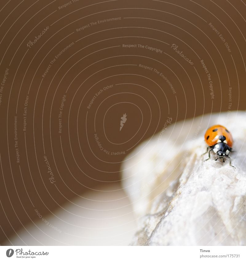 Daily menu: Stone aphid full! Colour photo Exterior shot Close-up Copy Space left Copy Space top Day Contrast Animal Beetle 1 Small Ladybird Point Spotted Red