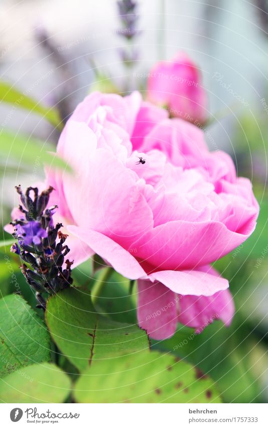 spiderman is having me... Nature Plant Summer Beautiful weather Flower Leaf Blossom Foliage plant Rose Lavender Garden Park Meadow Wild animal Spider 1 Animal