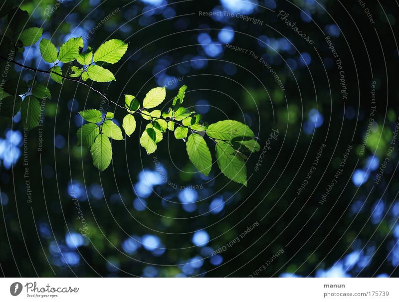 In the dark forest Colour photo Exterior shot Pattern Structures and shapes Copy Space right Copy Space top Copy Space bottom Neutral Background Day Shadow