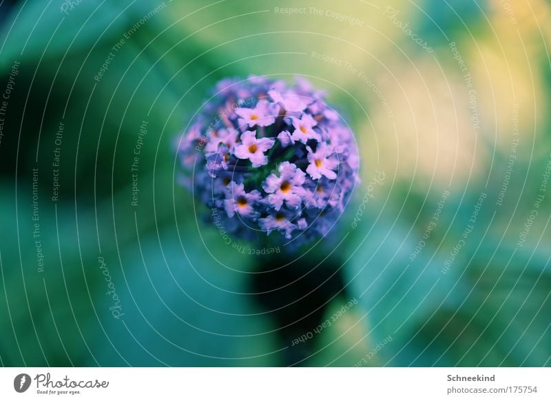 FLOWERING TIME Colour photo Exterior shot Detail Macro (Extreme close-up) Deserted Copy Space left Copy Space right Copy Space top Copy Space bottom Day Shadow