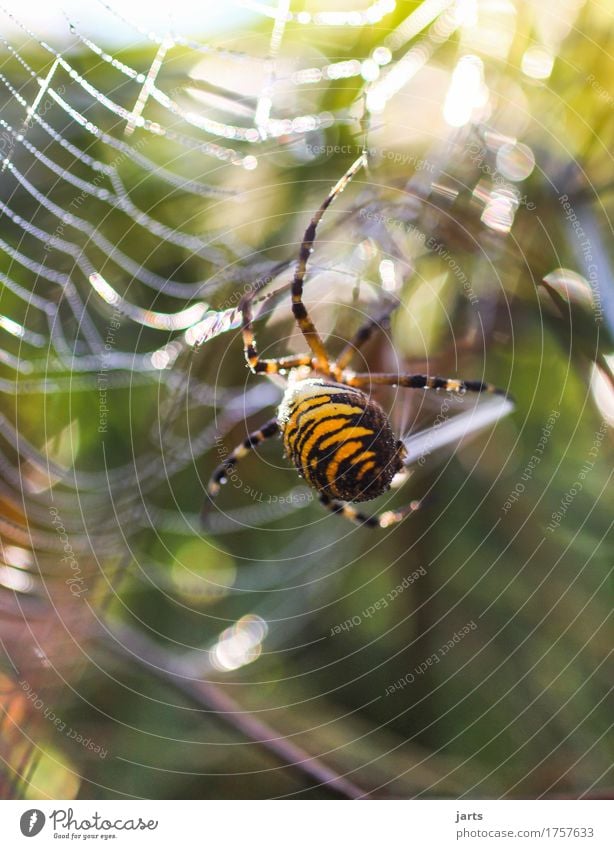 I think I'm crazy. Beautiful weather Meadow Animal Wild animal Spider 1 Exceptional Disgust Natural Nature Spider's web Black-and-yellow argiope Spin