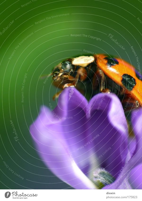 on the top of the world Colour photo Exterior shot Close-up Detail Macro (Extreme close-up) Deserted Copy Space top Blur Shallow depth of field Animal portrait