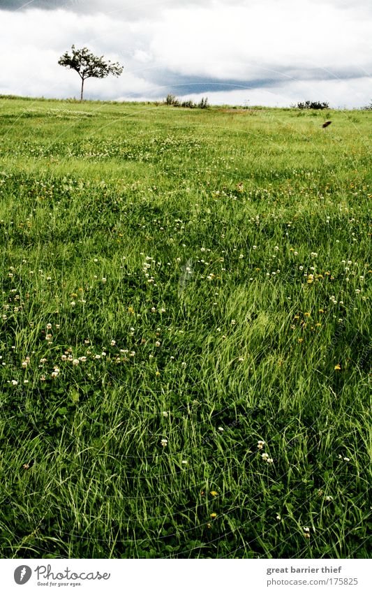 Green Desert Colour photo Exterior shot Deserted Day Contrast Shallow depth of field Central perspective Environment Nature Landscape Clouds Summer Tree Grass