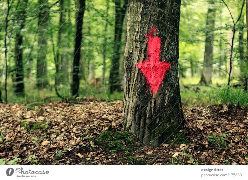 Cut Here! Colour photo Exterior shot Detail Deserted Copy Space left Day Shadow Shallow depth of field Long shot Environment Nature Landscape Plant Tree Forest