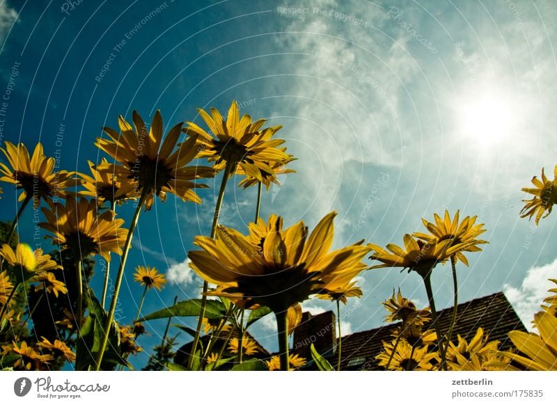 Honecker Family Flower Plant Blossom Blossoming Summerflower Daisy Family Blossom leave Aster Marguerite other flower House (Residential Structure) Roof first