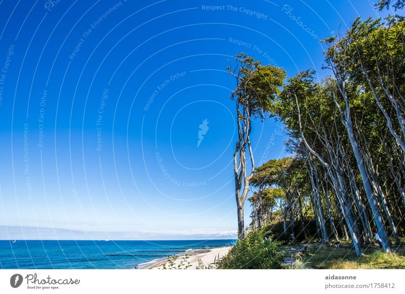 ghost forest Landscape Water Cloudless sky Summer Forest Baltic Sea Emotions Contentment Peaceful Attentive Serene Calm Loneliness Colour photo Deserted Day