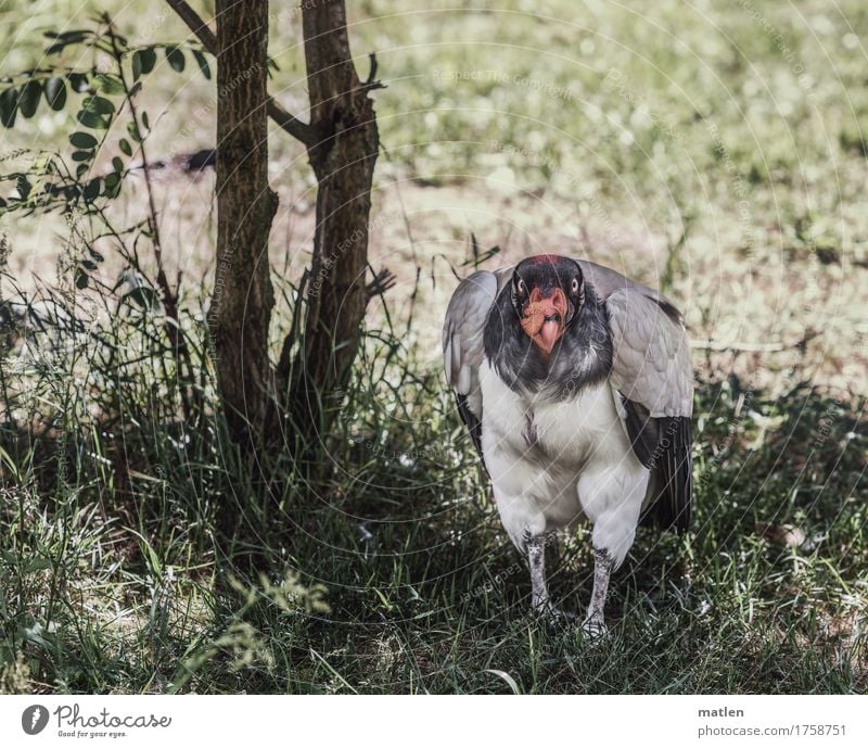 shadow search Plant Tree Grass Animal Bird 1 Brown Gray Green Orange Pink seek shade King Vulture Colour photo Subdued colour Exterior shot Deserted