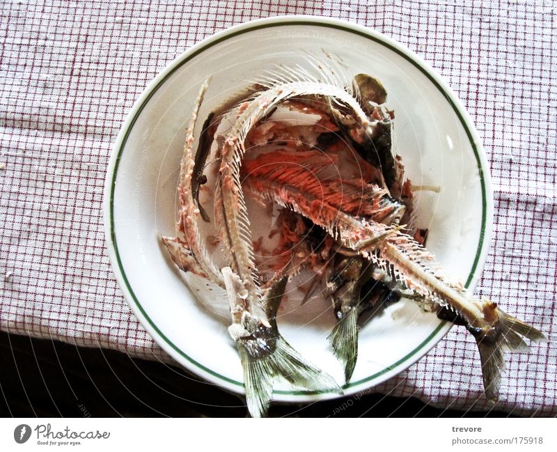 Dinner Colour photo Interior shot Close-up Deserted Copy Space left Bird's-eye view Food Fish Bowl Disgust Fish bone Trash Green Red Remainder