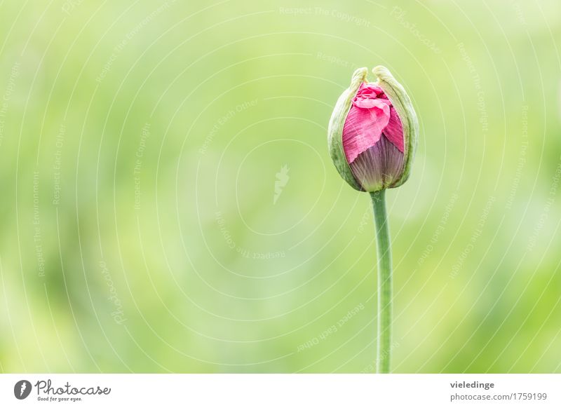 Poppy by the wayside Nature Plant Spring Summer Flower Agricultural crop Field Blossoming Esthetic Green Beautiful Poppy blossom Without persons red poppy Occur