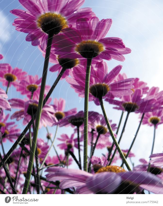 many purple flowers from the frog's perspective in front of a blue sky with clouds Colour photo Multicoloured Exterior shot Close-up Deserted Day Shadow