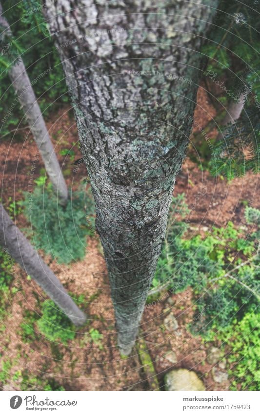 tree trunk from top to bottom Well-being Contentment Senses Relaxation Leisure and hobbies Vacation & Travel Tourism Trip Adventure Far-off places Freedom