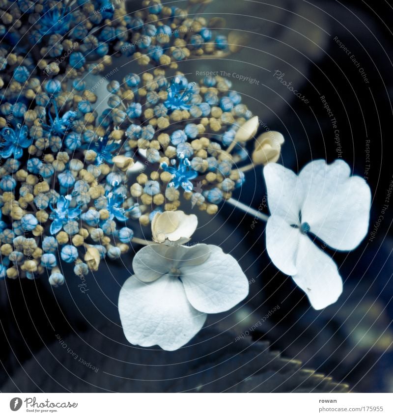 Delicate Colour photo Subdued colour Exterior shot Macro (Extreme close-up) Deserted Day Nature Plant Flower Bushes Blossom Exotic Esthetic Exceptional