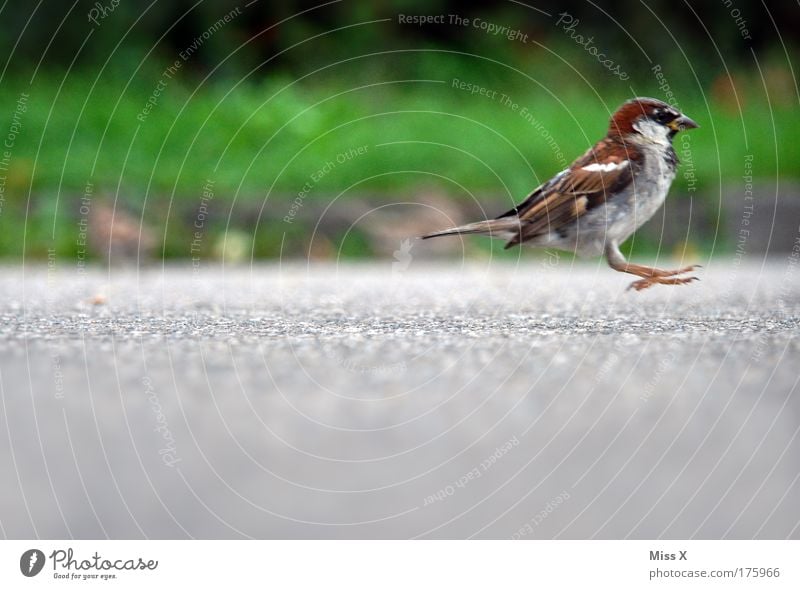 I don't like the photo. Exterior shot Close-up Detail Deserted Copy Space left Copy Space right Copy Space top Copy Space middle Day Shallow depth of field