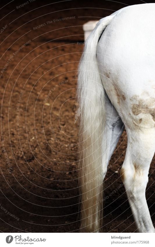 horseback Colour photo Interior shot Deserted Copy Space left Day Artificial light Shallow depth of field Animal portrait Rear view Elegant Ride Legs Pet