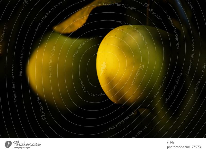 apple season Colour photo Exterior shot Close-up Deserted Copy Space left Copy Space right Copy Space bottom Neutral Background Evening Twilight Light Shadow