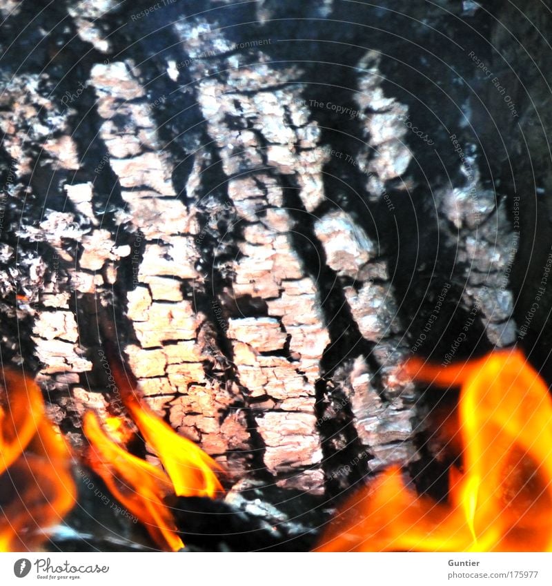 Bones & Meat Colour photo Exterior shot Close-up Detail Experimental Deserted Copy Space left Copy Space right Copy Space top Copy Space middle Evening Twilight