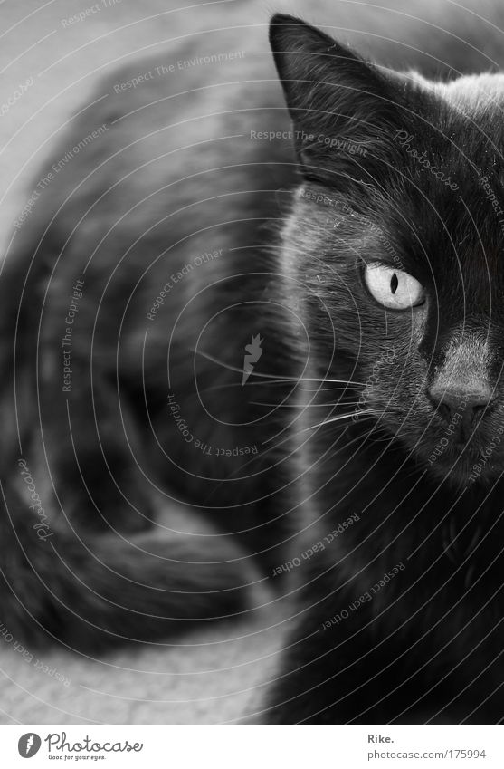 Wannabe panther. Black & white photo Interior shot Close-up Deserted Copy Space left Day Silhouette Sunlight Central perspective Animal portrait Front view