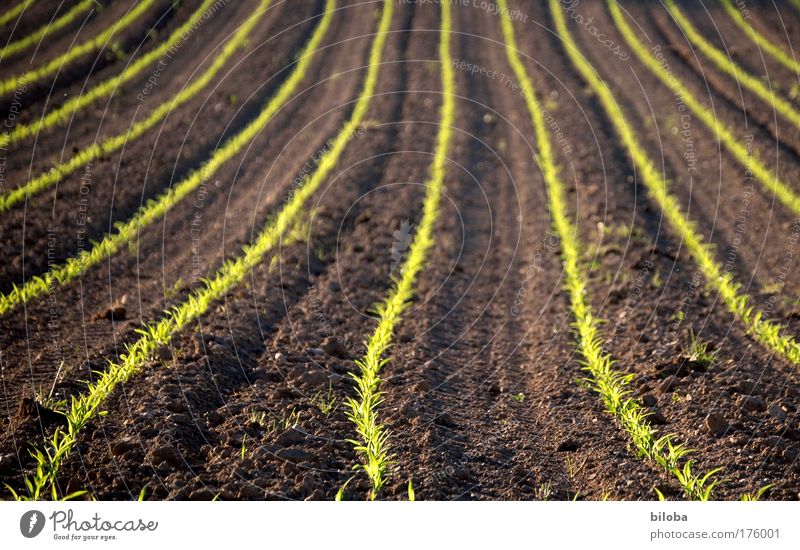 Ecological growth Colour photo Exterior shot Pattern Structures and shapes Deserted Day Shadow Blur Worm's-eye view Environment Nature Landscape Elements Earth