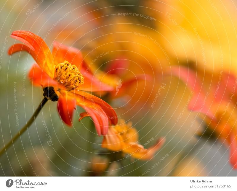 Orange Cosmetics (Cosmos) Garden Arrange Interior design Decoration Wallpaper Poster Image Canvas Photography Thanksgiving Nature Plant Summer Autumn Flower