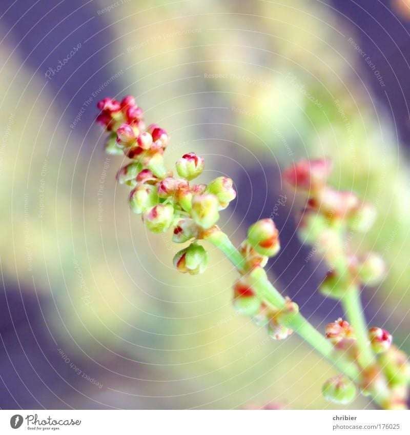 Unwanted herb Colour photo Close-up Macro (Extreme close-up) Shallow depth of field Environment Nature Plant Summer Grass Wild plant Field Touch Blossoming