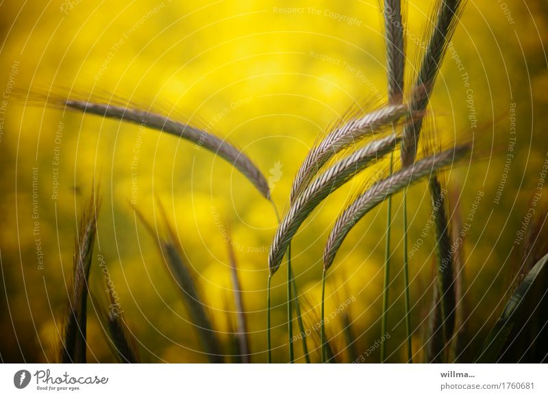 barley Grain Barley Barley ear Agricultural crop Awn Ear of corn Summery Evening Grain field Cornfield