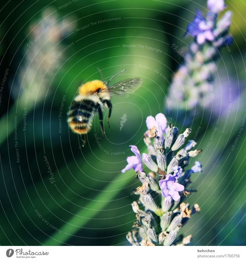 Sound color | bssssssssssssss Nature Plant Animal Summer Autumn Beautiful weather Flower Leaf Blossom Lavender Garden Park Meadow Wild animal Bee Wing