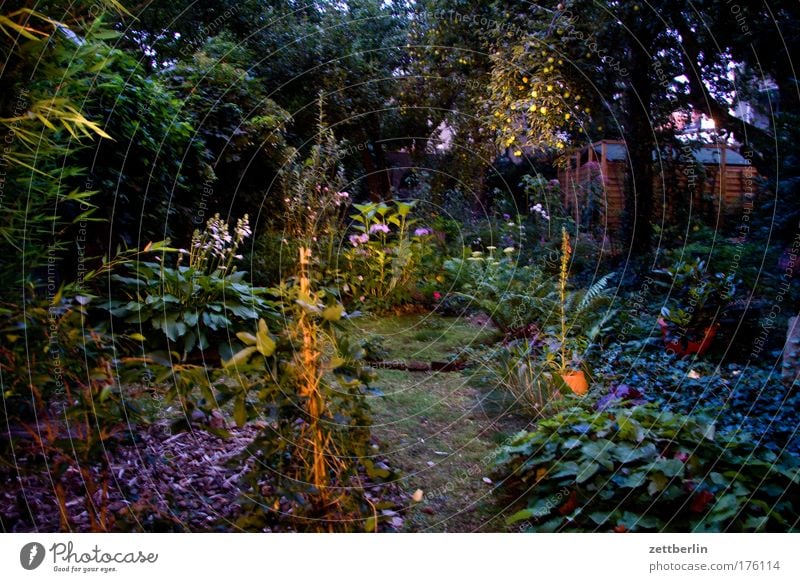 In the garden Garden Plant Tree Flower Bushes Moss Blossom Emotions Fairy tale Set Colour photo Exterior shot Evening Night Long shot Fantastic Surrealism