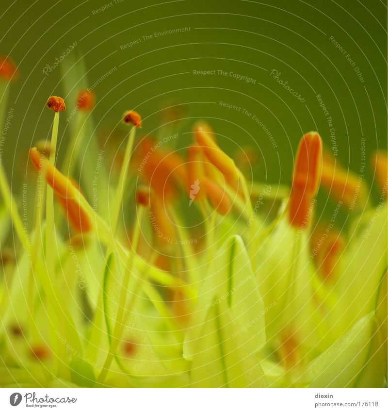 terrestial life #3 Colour photo Exterior shot Close-up Detail Macro (Extreme close-up) Copy Space top Blur Shallow depth of field Environment Nature Plant