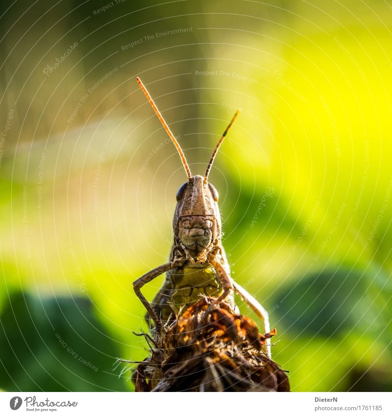 Bad mood Animal 1 Brown Yellow Green Macro (Extreme close-up) Locust Colour photo Multicoloured Exterior shot Deserted Copy Space left Copy Space right