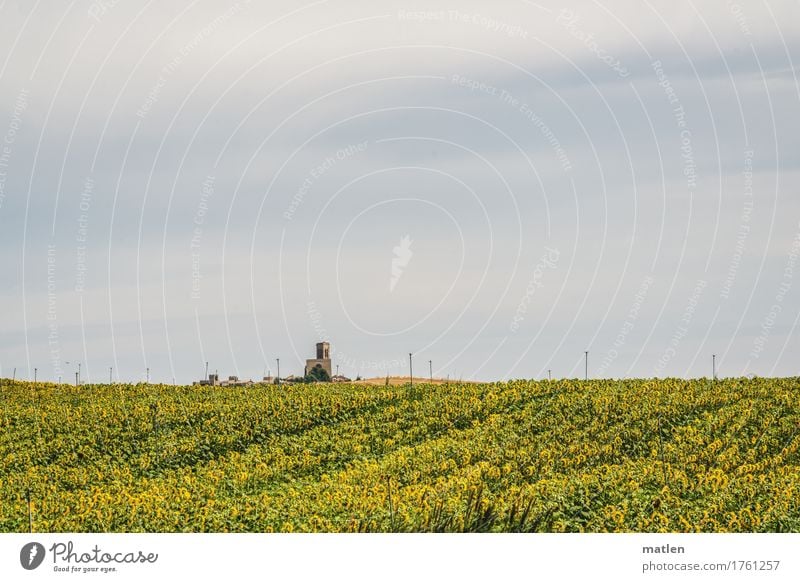 sea of flowers Landscape Plant Sky Clouds Horizon Sunlight Summer Weather Beautiful weather Agricultural crop Field Hill Village Deserted Church Blossoming