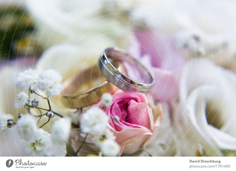 Wedding time Flower Rose Blossom Sign Violet Pink Silver White Happy Trust Sympathy Together Love Infatuation Loyalty Romance Wedding anniversary Wedding band